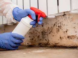 Best Basement Mold Removal  in Cullowhee, NC